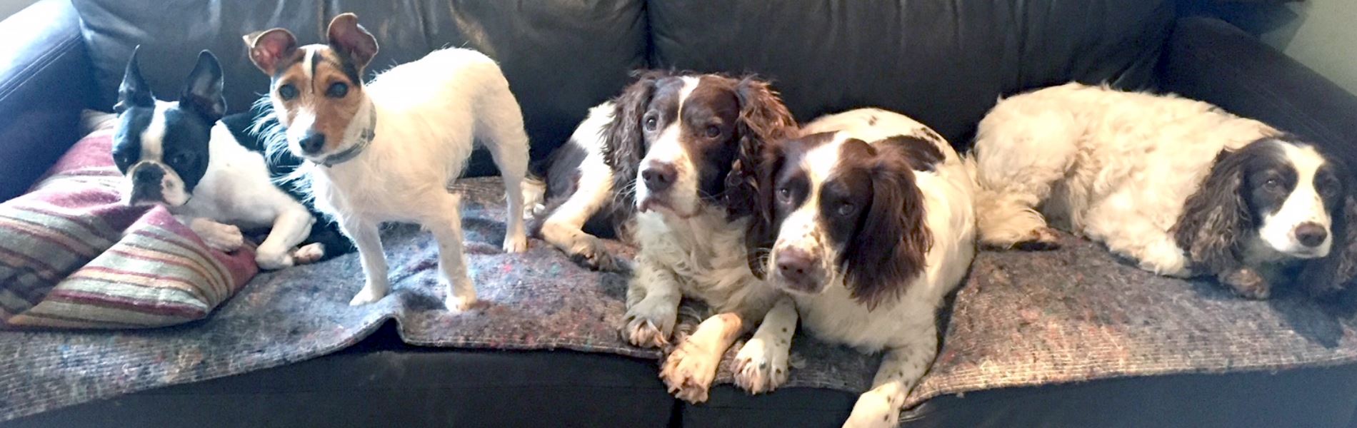 Dog Walking & Day Boarding