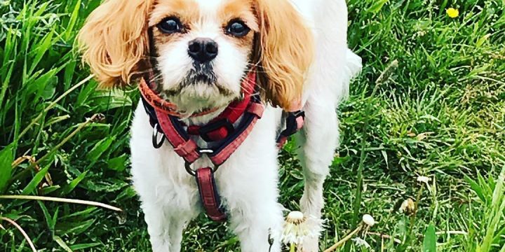 Dog Medication Administration