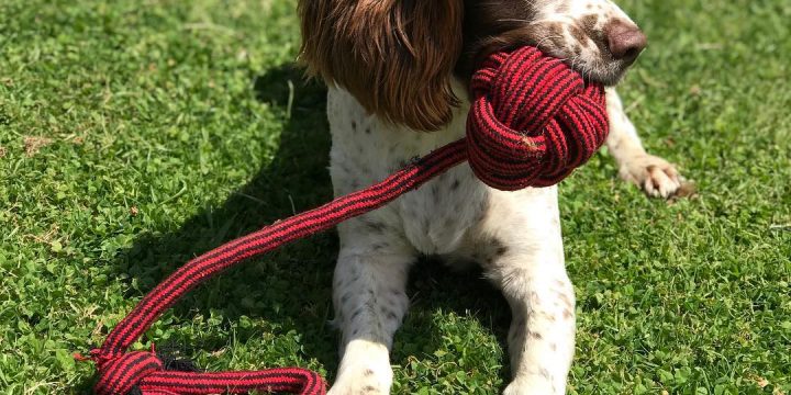 Dog fun in Wickham