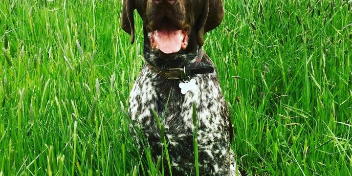 Happy dog walking in Wickham