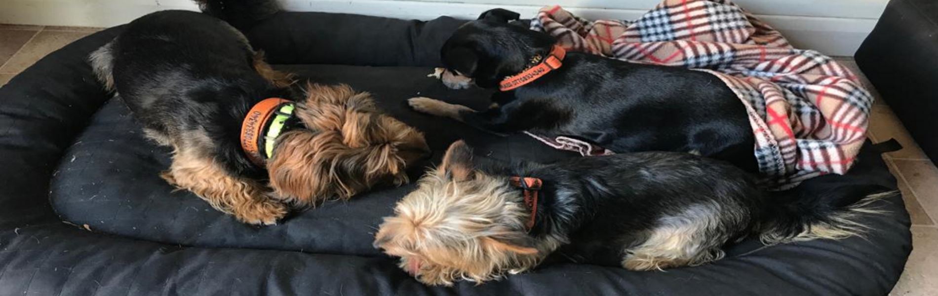 Doggy Logs GPS Tracker